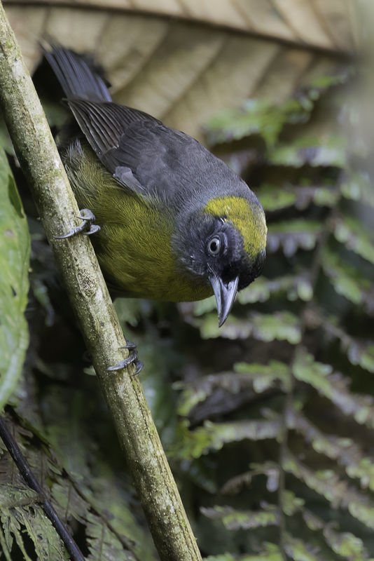 251 Mitrospingidae - Mitrospingid Tanagers