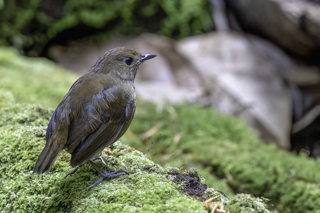 Lesser Shortwing - Kleine Kortvleugel - Petite Brachyptre (imm m)