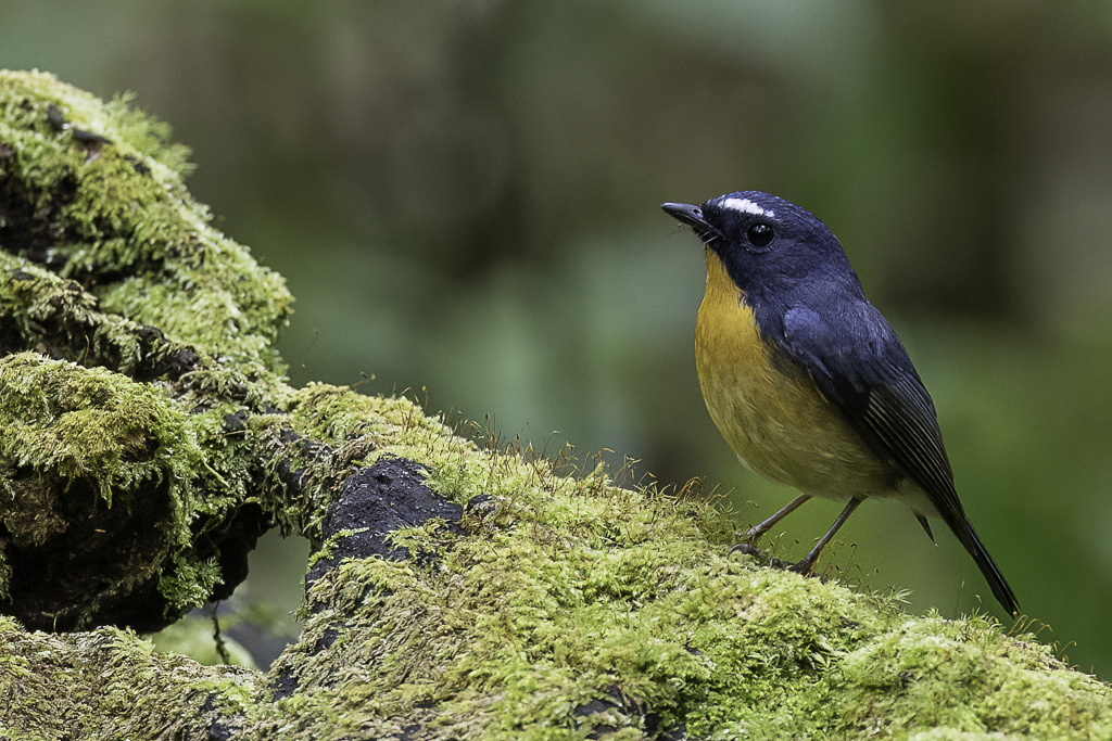 Snowy-browed Flycatcher - Witbrauwvliegenvanger - Gobemouche givr (m)