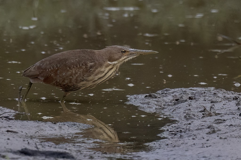 Cinnamon Bittern - Rossige Woudaap - Blongios cannelle