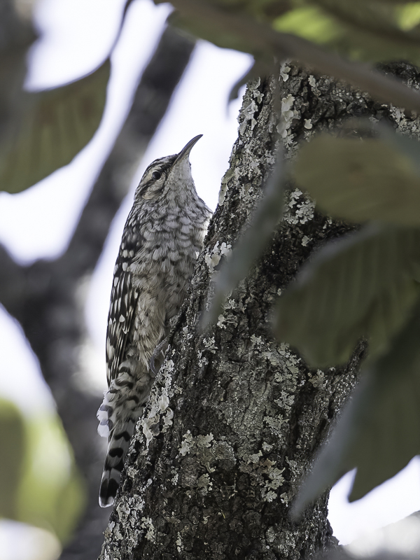 212 Salpornithidae - Spotted Creepers