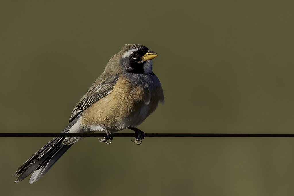 Many-colored Chaco Finch - Veelkleurige Chacogors - Saltatricule du chaco