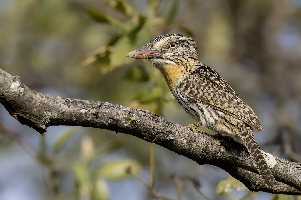 Spot-backed Puffbird - Vlekrugbaardkoekoek - Tamatia tamajac