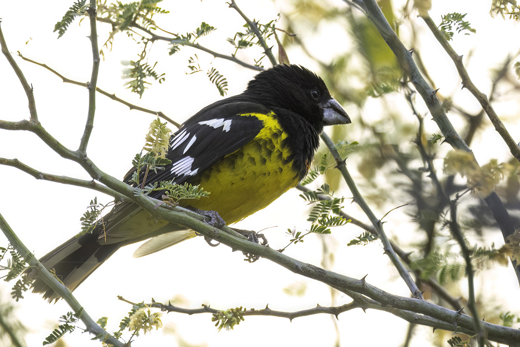 Black-backed Grosbeak - Zwartrugkardinaal - Cardinal  dos noir