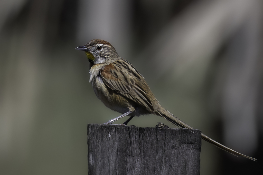 Chotoy Spinetail - Witwangstekelstaart - Synallaxe damier