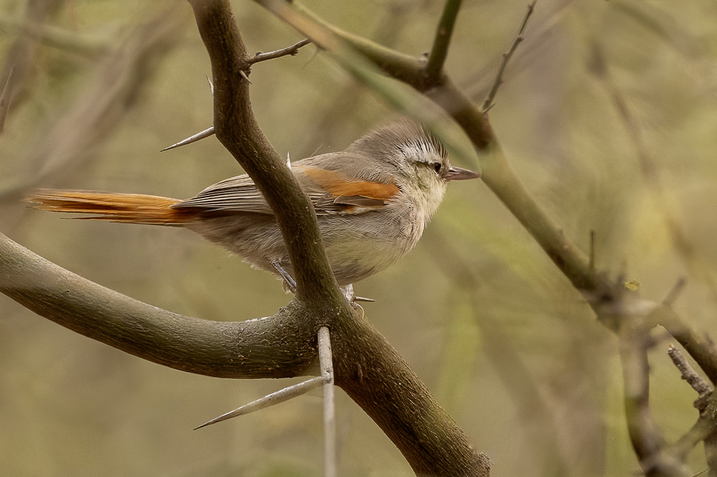 Stripe-crowned Spinetail - Streepkruinstekelstaart - Synallaxe  calotte raye