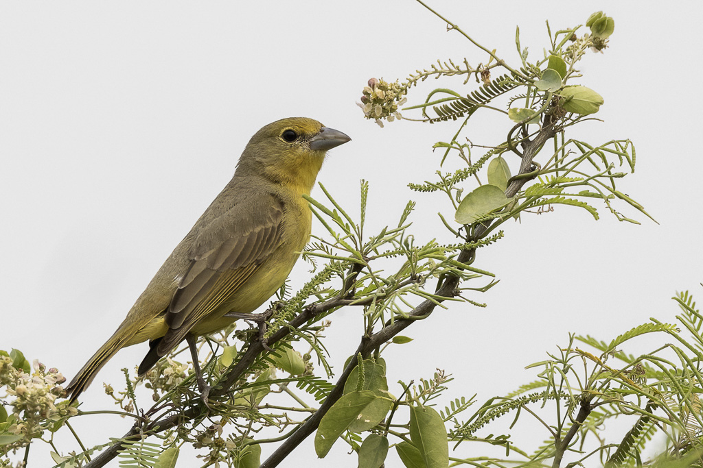 Hepatic Tanager - Noordelijke Levertangare - Piranga  joues grises (f)