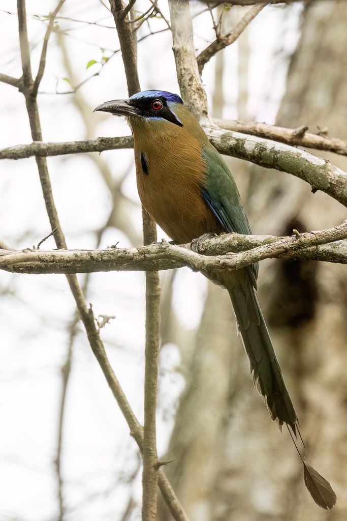 Amazonian Motmot - Amazonemotmot - Motmot houtouc