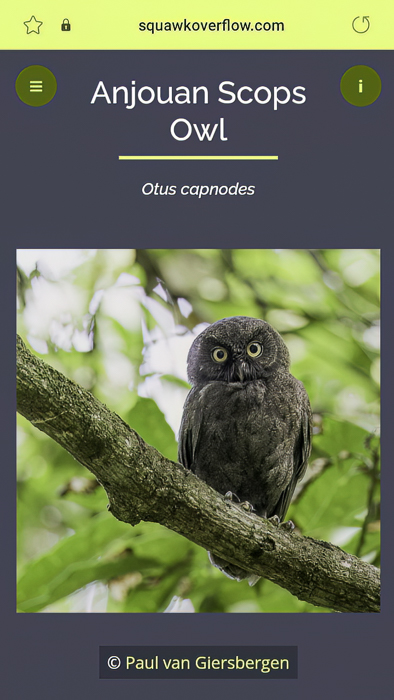 This picture is being used on this website: https://squawkoverflow.com/birdypedia 