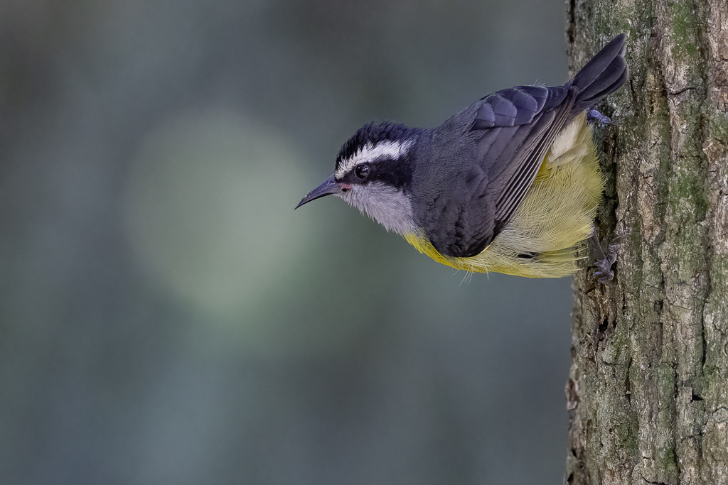 Bananaquit - Suikerdiefje - Sucrier  ventre jaune