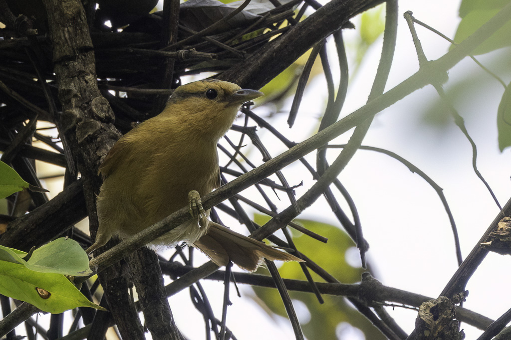 Buff-fronted Foliage-gleaner - Geelkapbladspeurder - Anabate roux