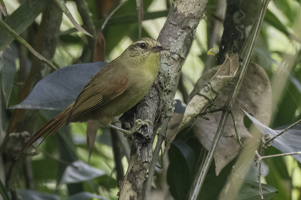 Olive Spinetail - Olijfkleurige Stekelstaart - Synallaxe olive