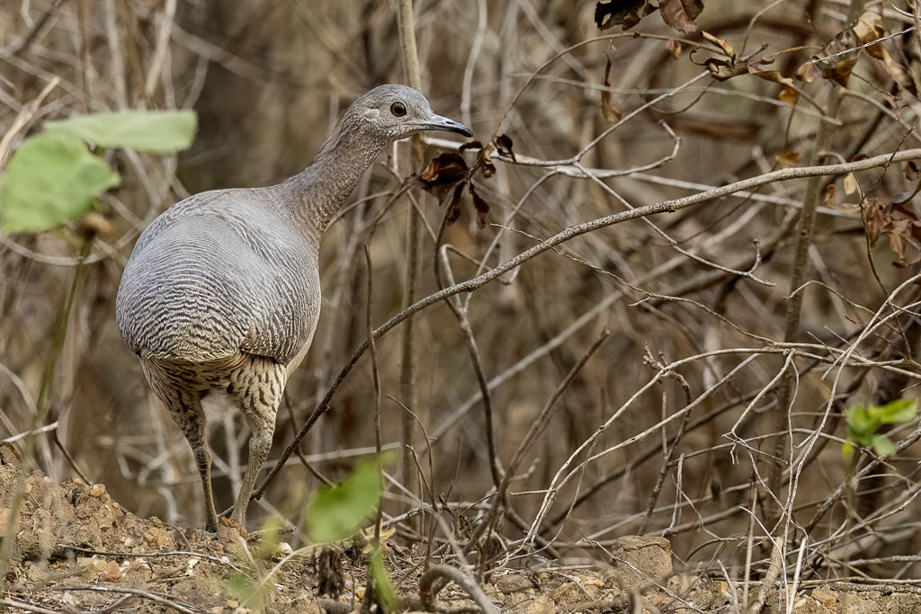 Undulated Tinamou