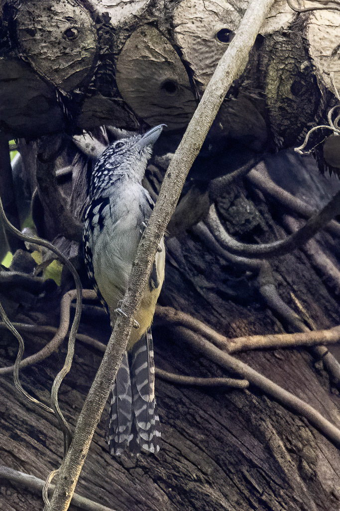 Spot-backed Antshrike