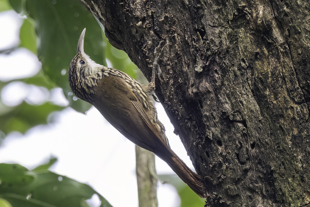 Scalloped Woodcreeper