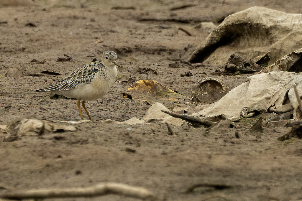Buff-breasted Sandpiper