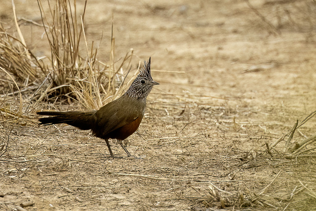Crested Gallito