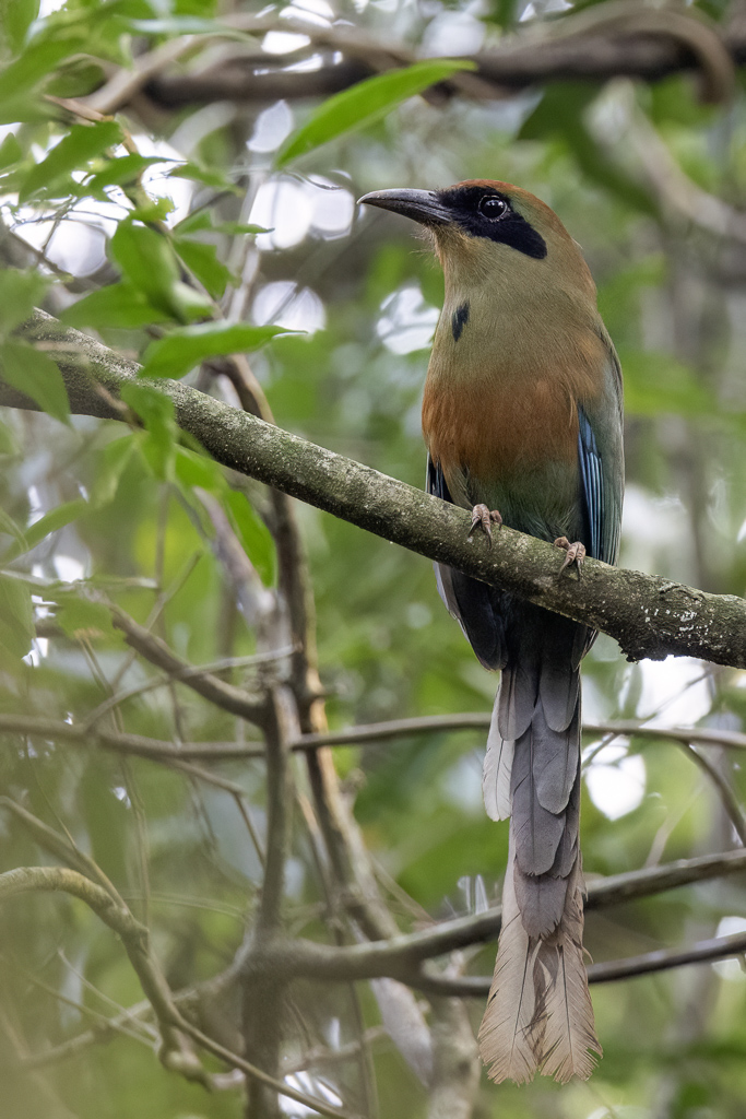Rufous-capped Motmot