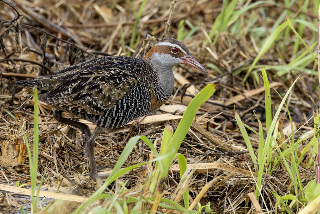 Buff-banded Rail - Geelbandral - Rle tiklin