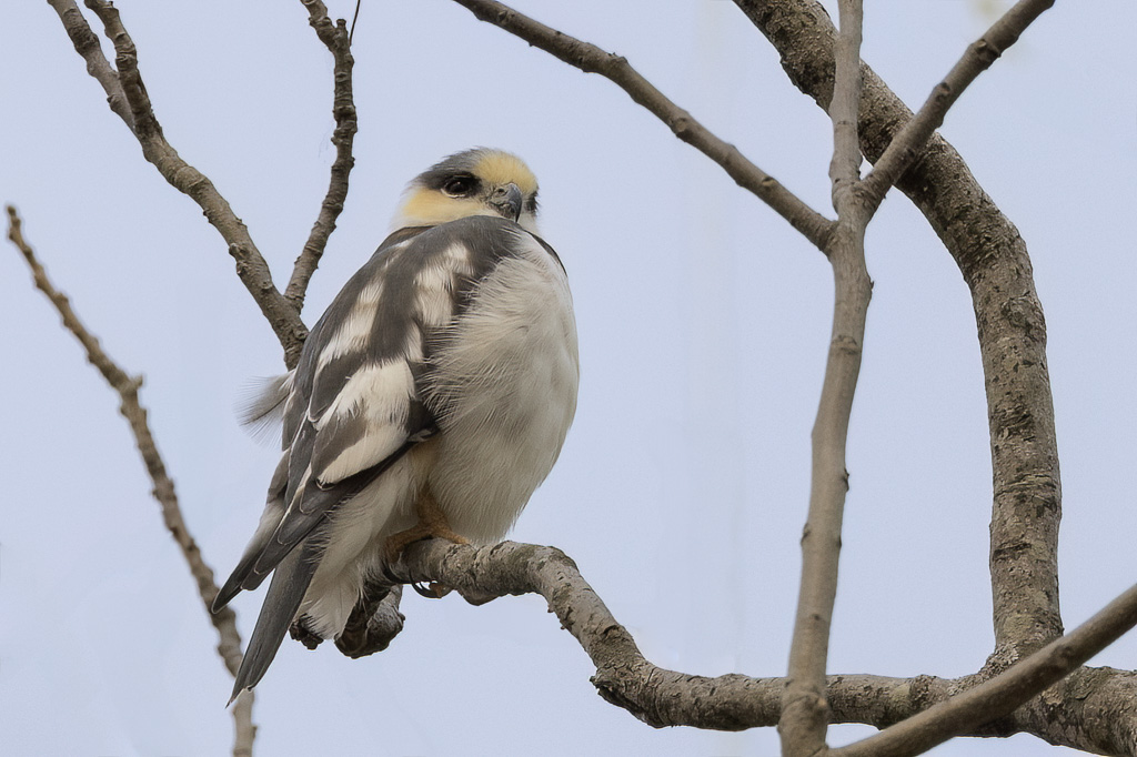 Pearl Kite