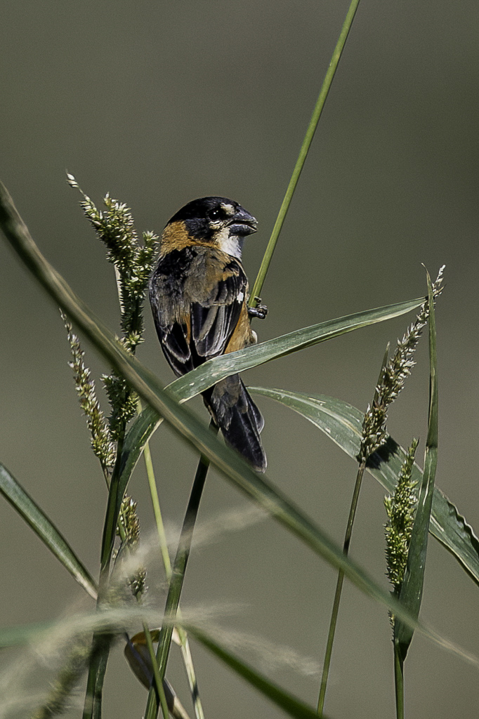 Rusty-collared Seedeater (m)