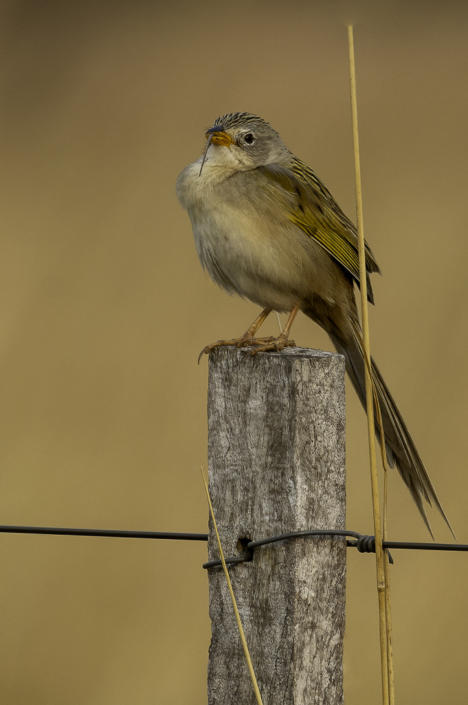 Lesser Grass Finch