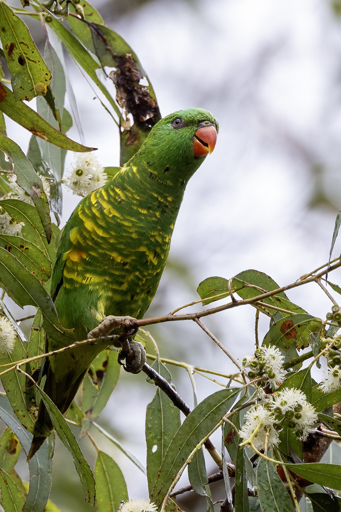 Scaly-breasted Lorikeet - Schubbenlori - Loriquet vert