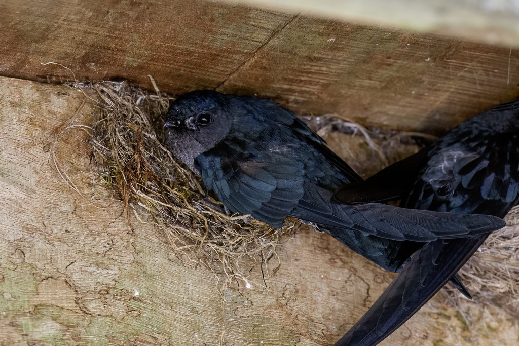 Glossy Swiftlet - Witbuikdwergsalangaan - Salangane soyeuse