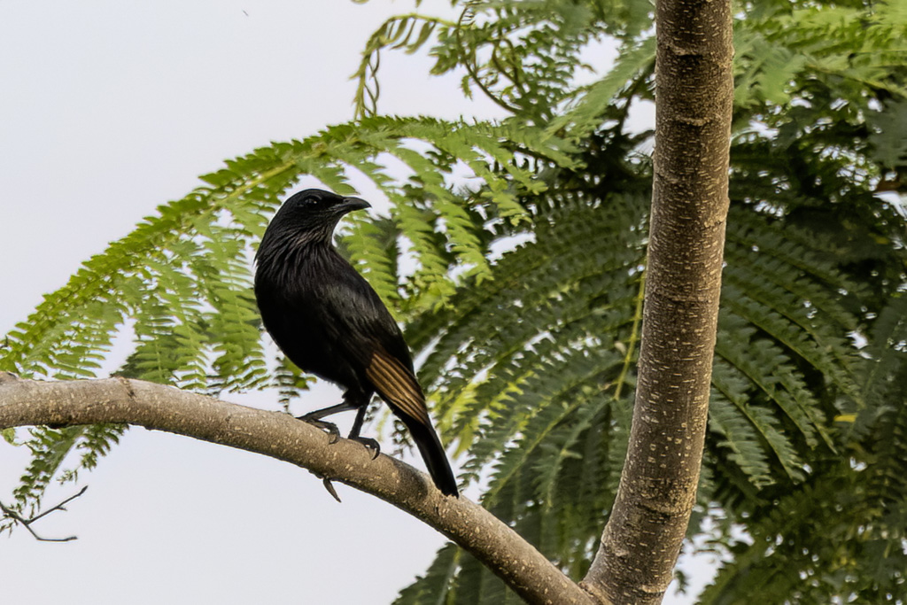 Brown-winged Starling - Grote Purperspreeuw - Stourne des Salomon