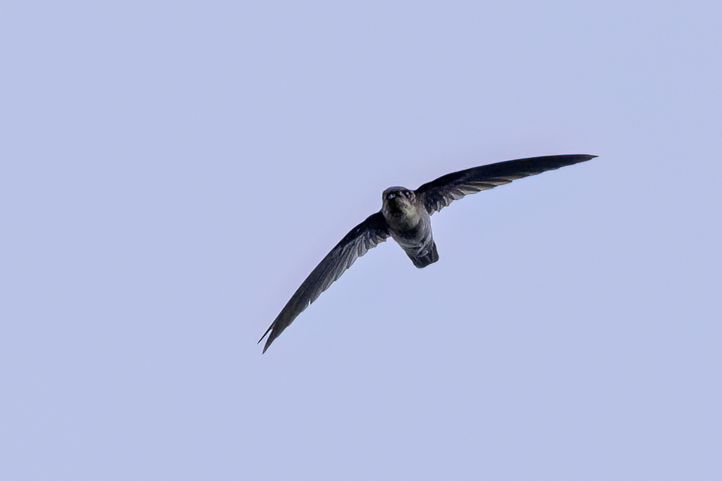Uniform Swiftlet - Grijze Salangaan - Salangane de Vanikoro