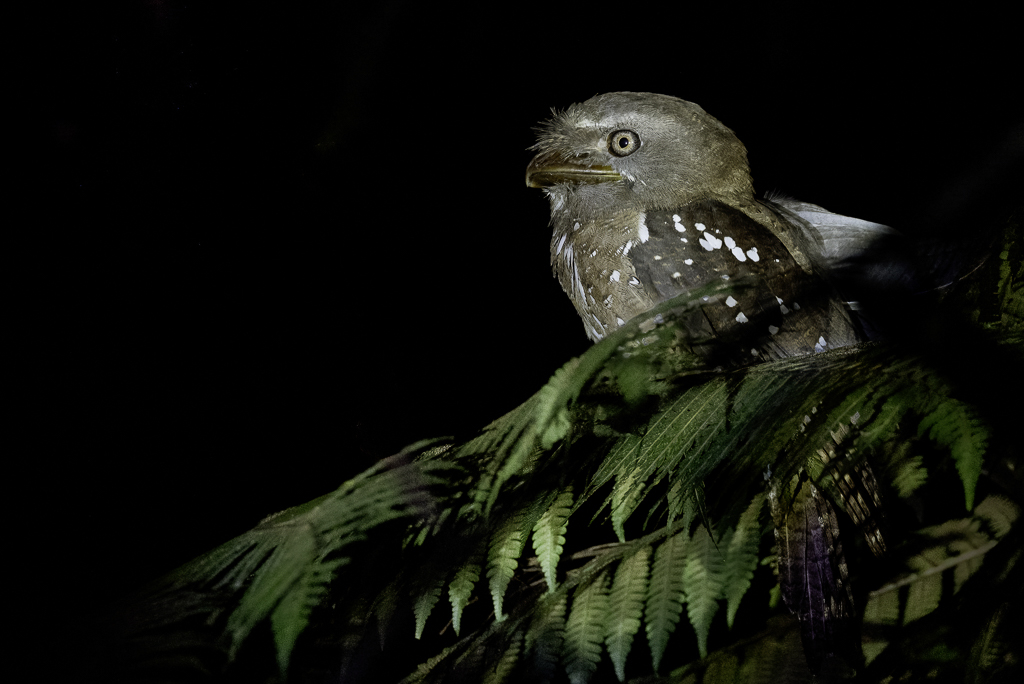 Solomons Frogmouth - Salomonskikkerbek - Podarge des Salomon