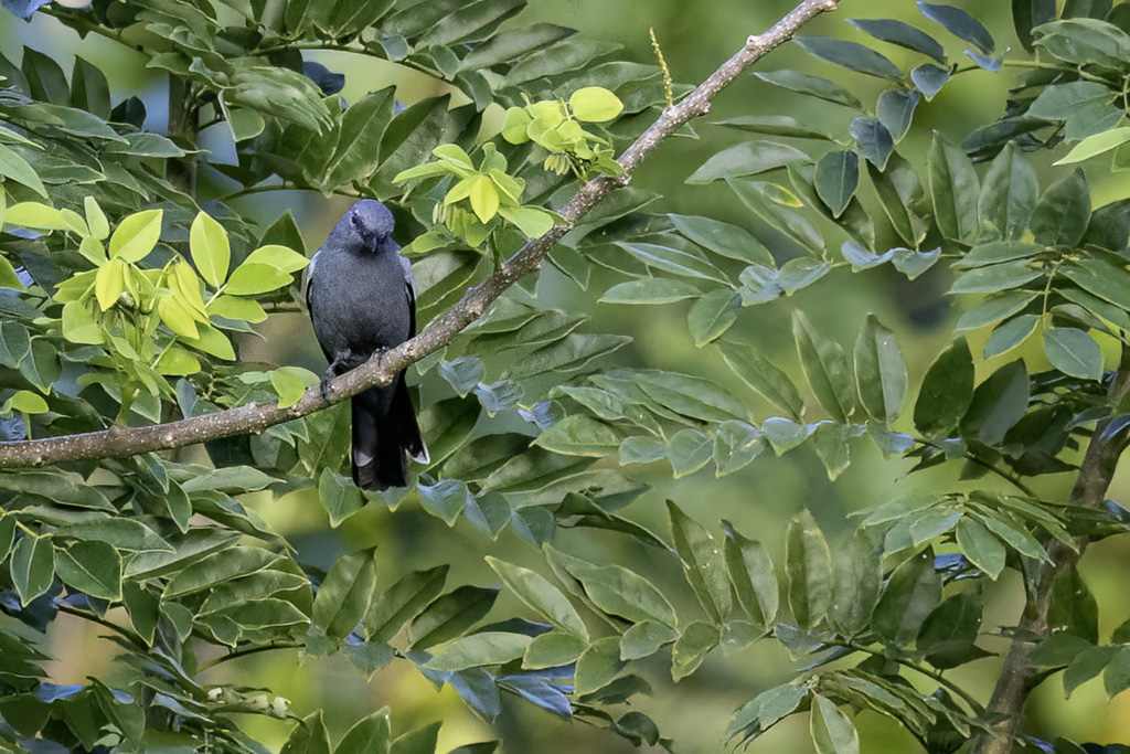 Malaita Cicadabird - chenilleur de Malaita (f)