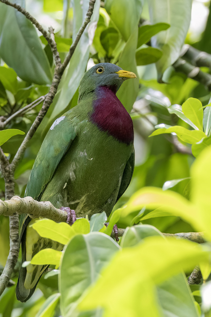 Claret-breasted Fruit Dove