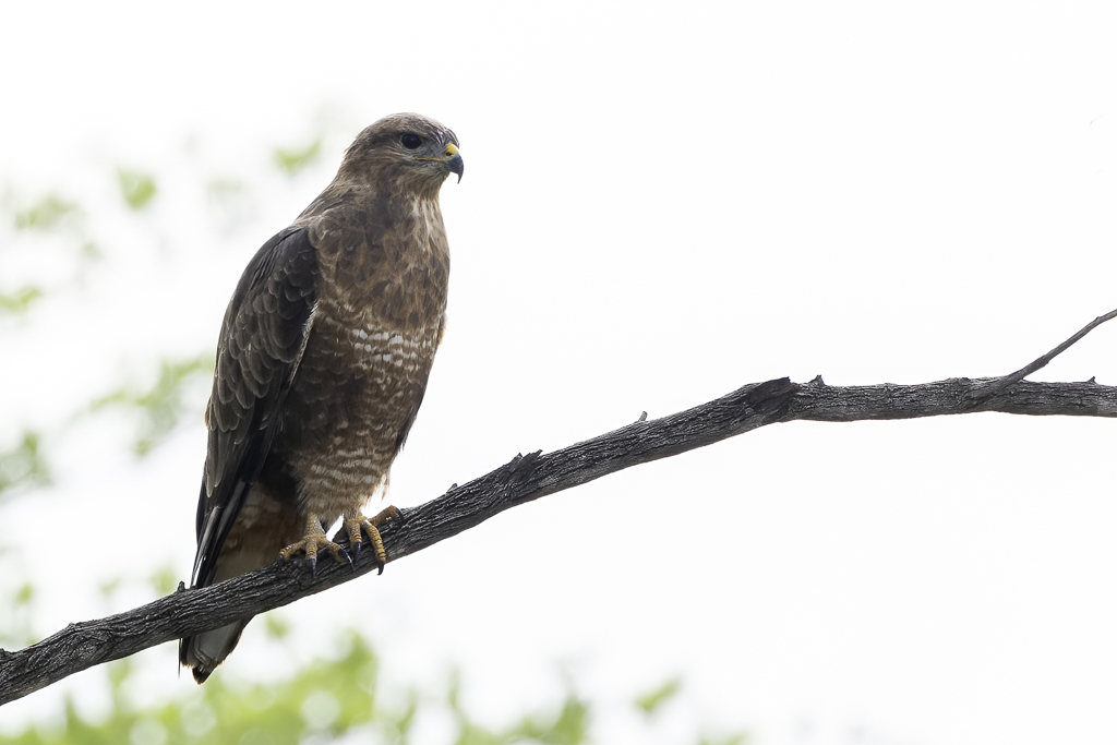 Common Buzzard - Buizerd - Buse variable