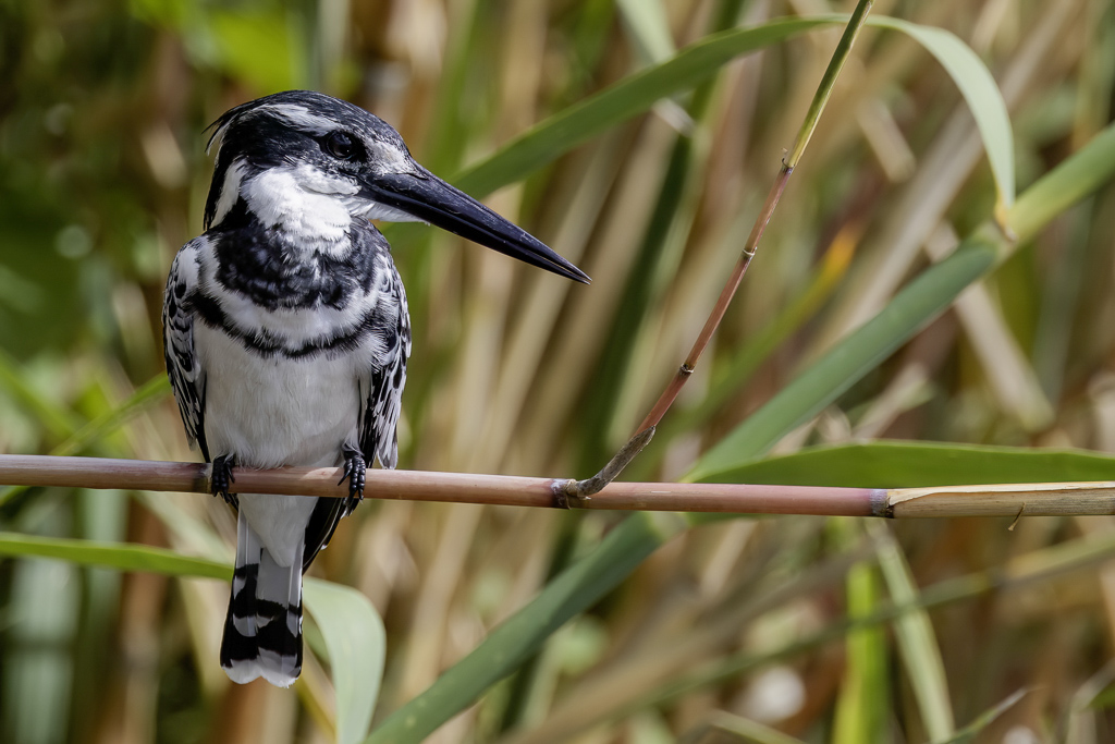 Pied Kingfisher - Bonte IJsvogel - Martin-pcheur pie (m)