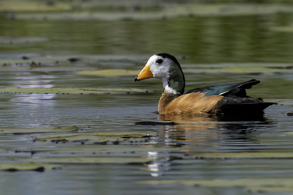 African Pygmy Goose - Afrikaanse Dwergeend - Anserelle naine (m)