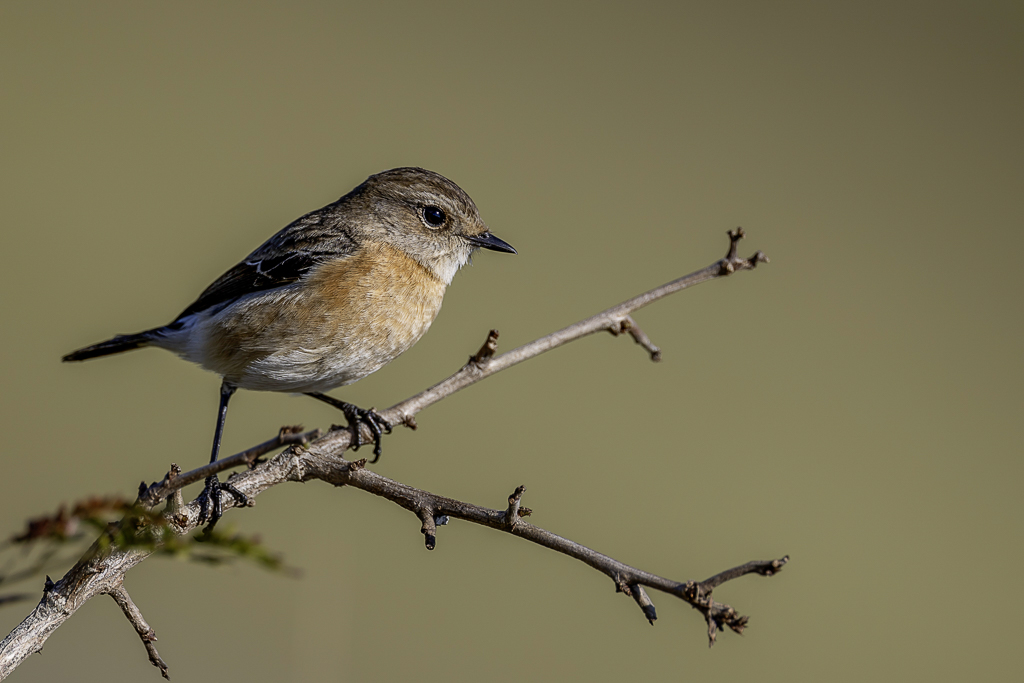 African Stonechat - Afrikaanse Roodborsttapuit - Tarier africain (f)