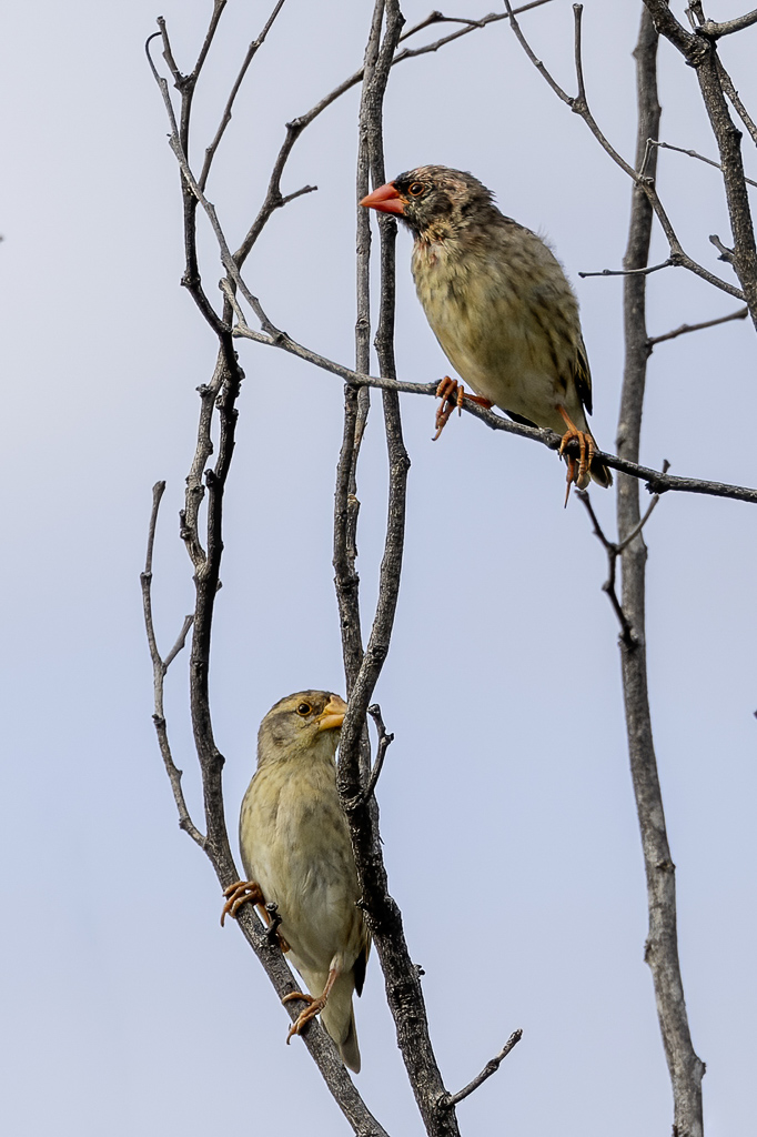 Red-billed Quelea -  Roodbekwever - Travailleur  bec rouge (m+f)