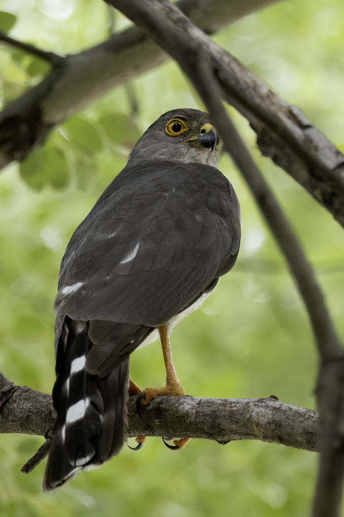 Little Sparrowhawk - Oost-Afrikaanse Dwergsperwer - pervier minule