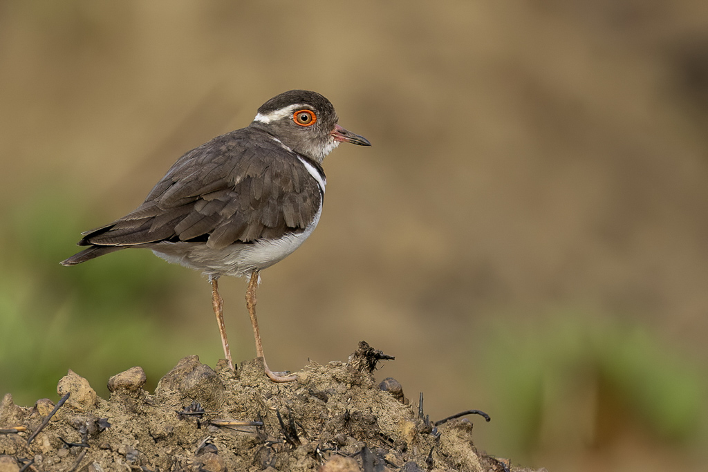 Forbess Plover - Forbes Plevier - Gravelot de Forbes