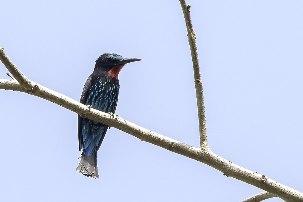 Black Bee-eater - Zwarte Bijeneter - Gupier noir