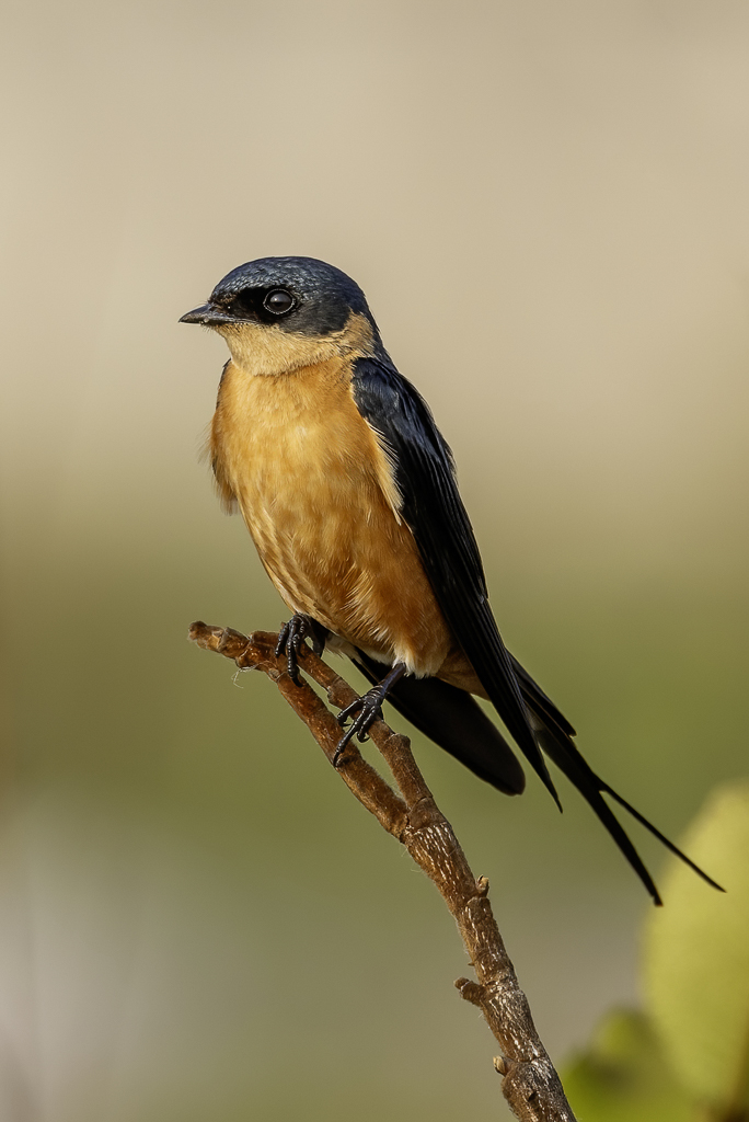 Red-breasted Swallow -  Roodborstzwaluw - Hirondelle  ventre roux