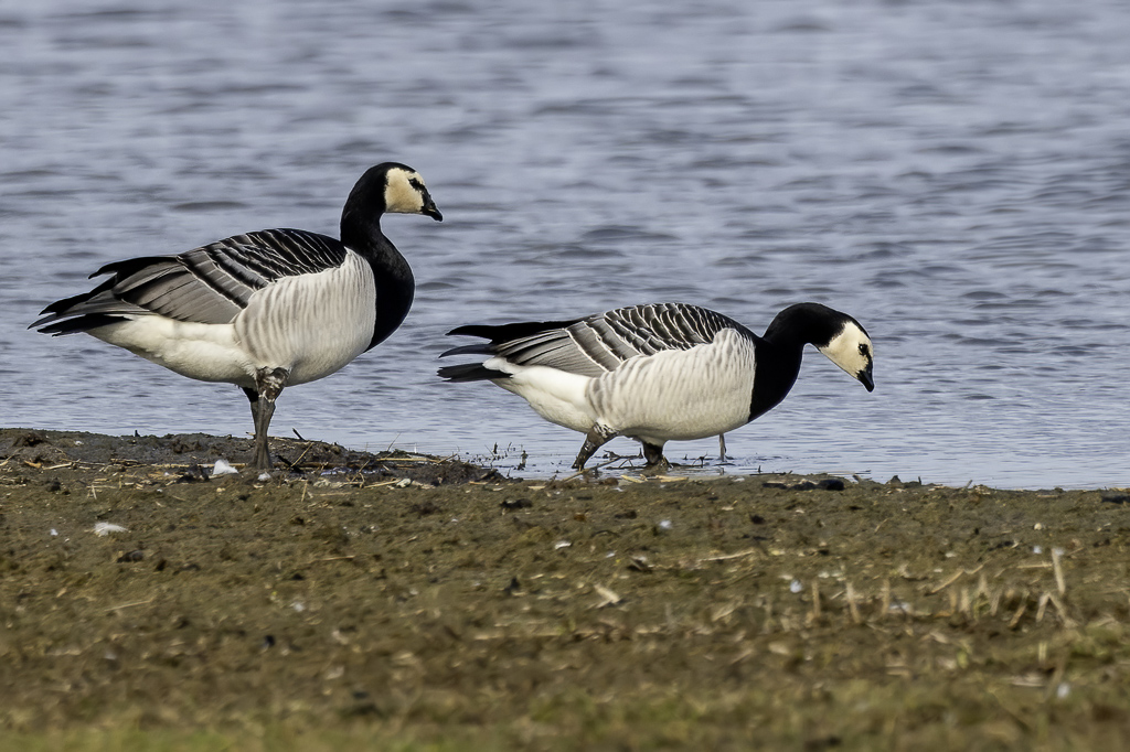 Barnacle Goose -Brandgans - Bernache nonnette