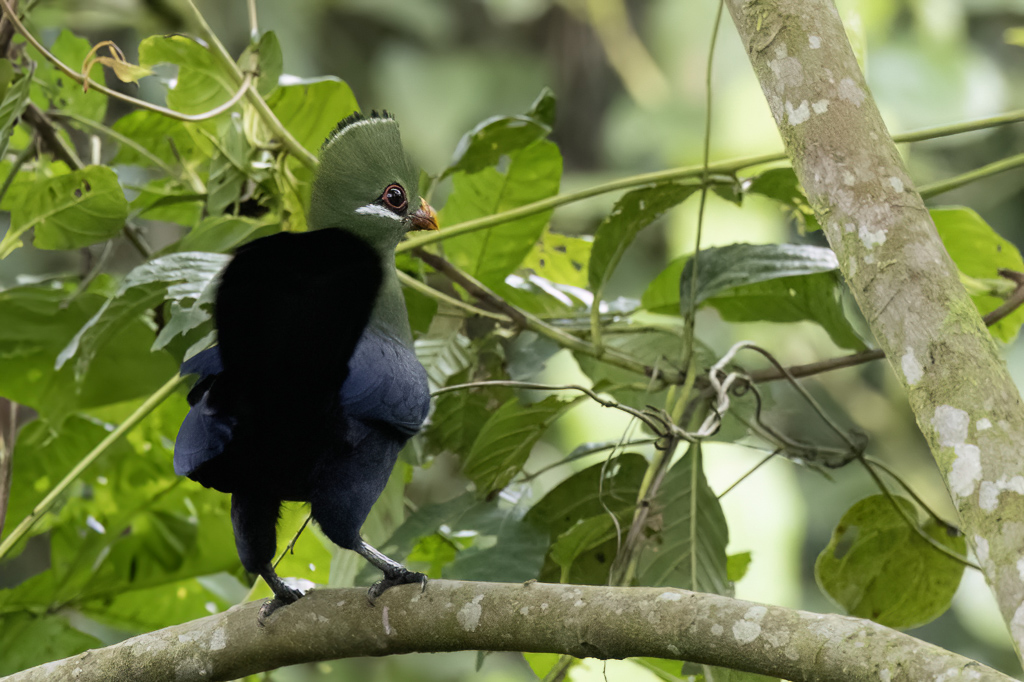 Yellow-billed Turaco - Geelsnaveltoerako - Touraco  gros bec