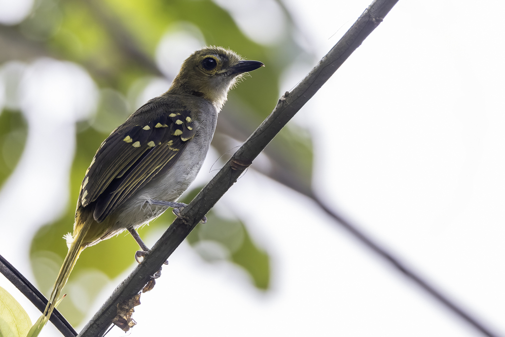 Western Nicator - Grijskeelnicator - Bulbul nicator