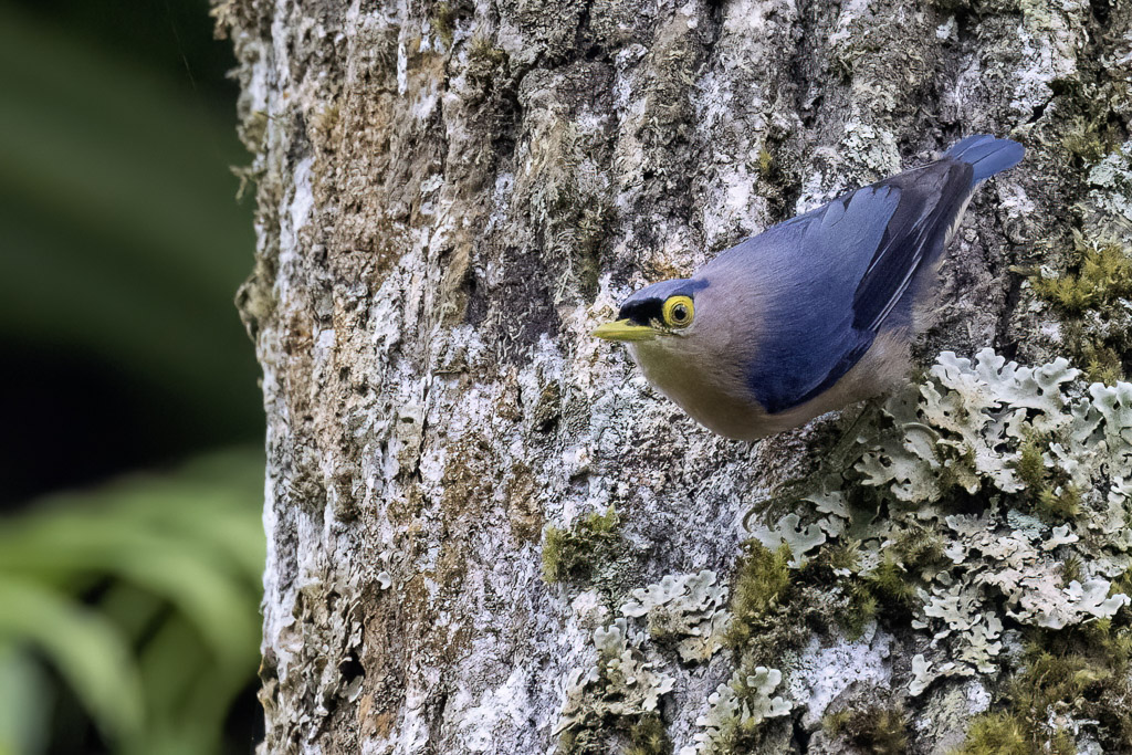 Sulphur-billed Nuthatch - Filipijnse Boomklever - Sittelle des Philippines