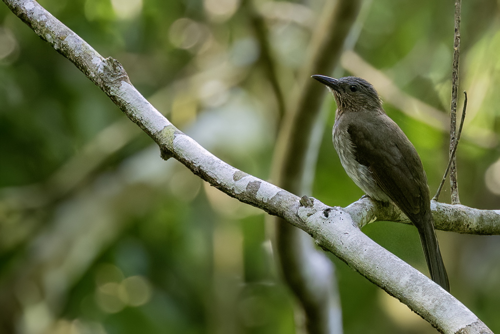 Visayan Bulbul - Visayabuulbuul - Bulbul des Visayas