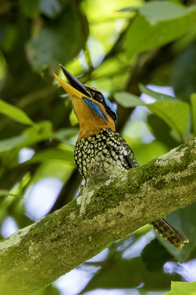 Spotted Wood Kingfisher - Luzonbosijsvogel - Martin-chasseur tachet (m)