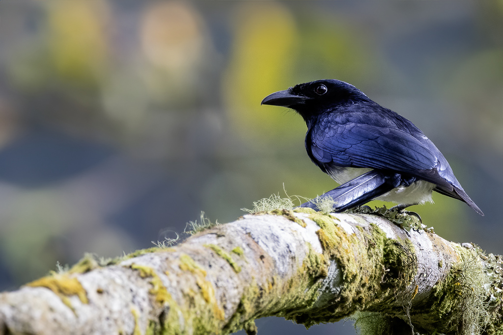 Balicassiao - Filipijnse Drongo - Drongo balicassio