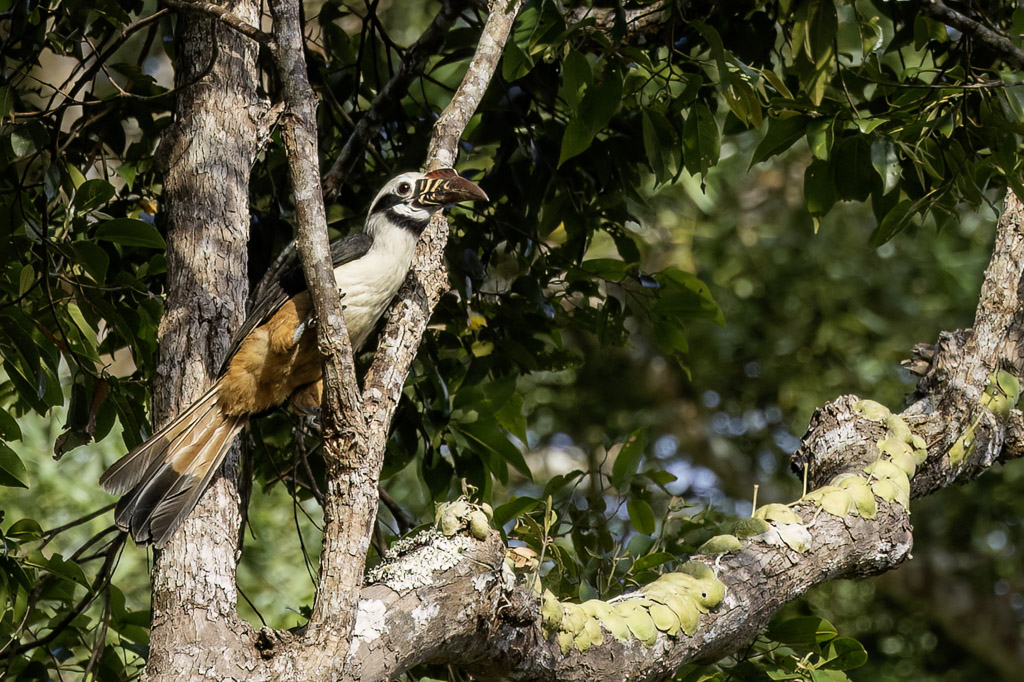Visayan Hornbill - Visayaneushoornvogel - Calao tarictic